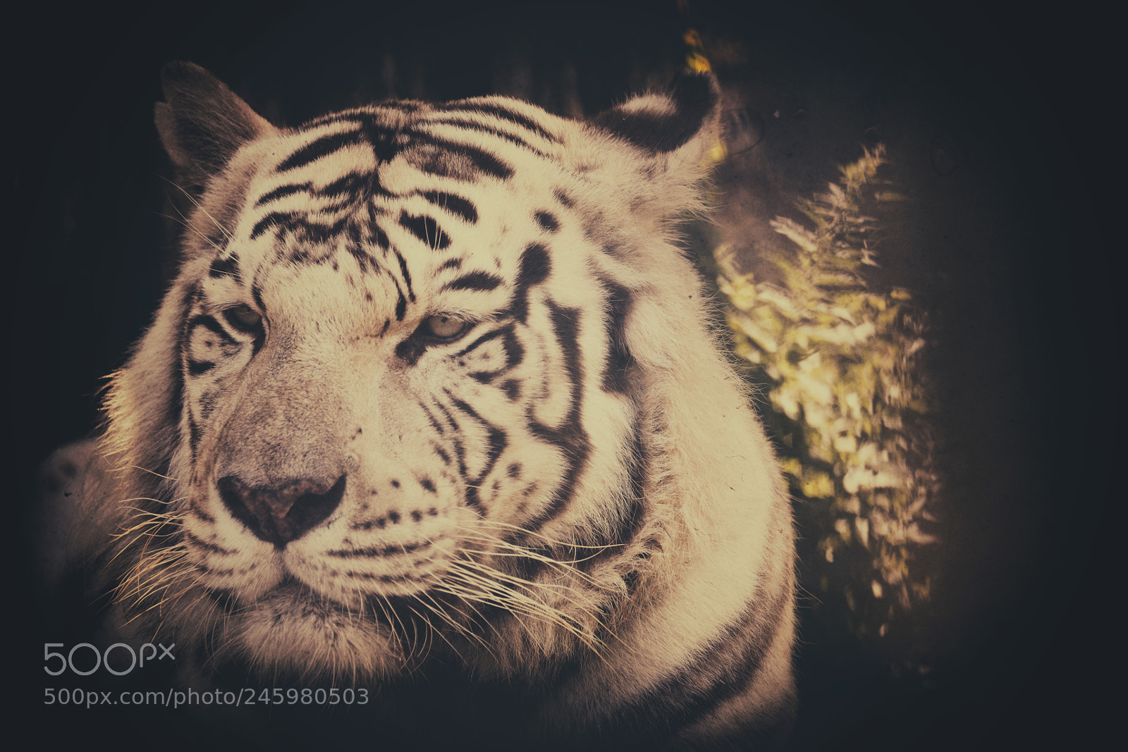 Nikon D800 sample photo. Tiger photography