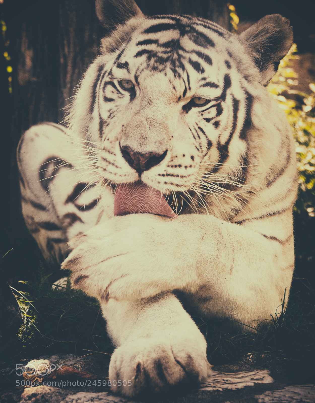 Nikon D800 sample photo. Tiger photography