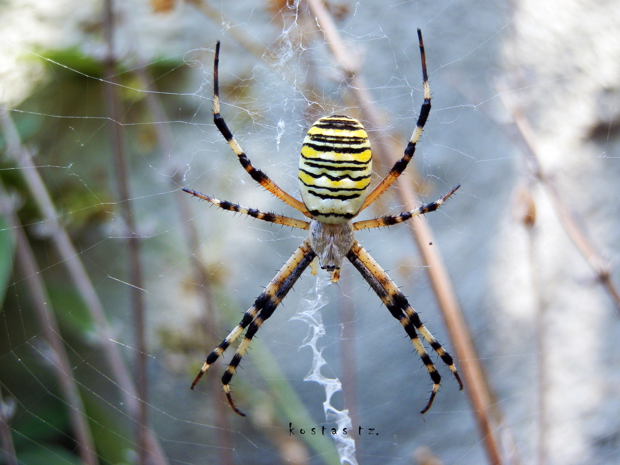 Olympus SZ-10 sample photo. Spider! photography