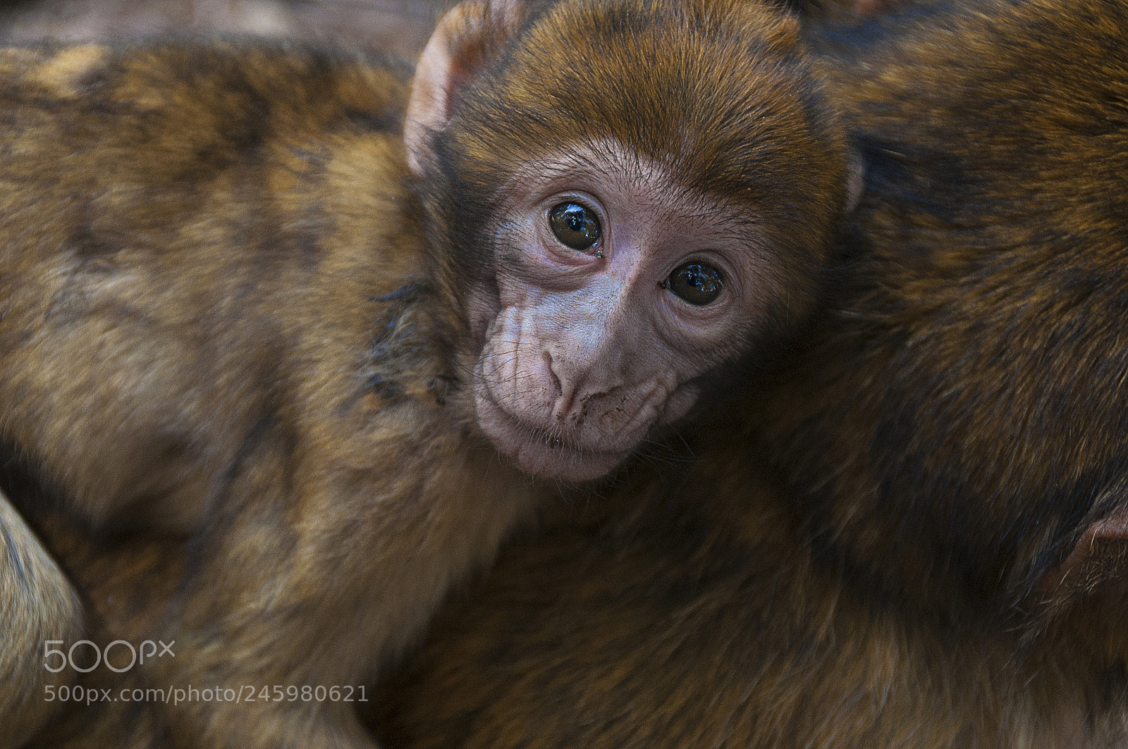 Nikon D5000 sample photo. Human eyes, monkey face photography