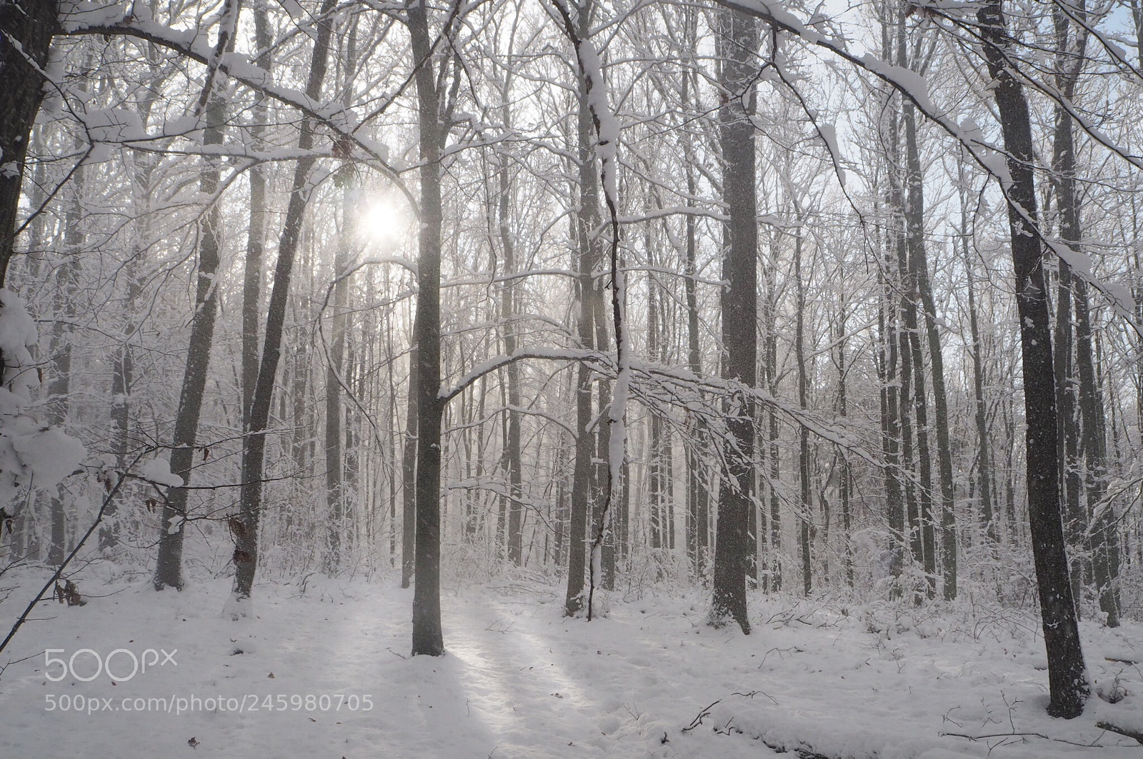 Olympus OM-D E-M10 II sample photo. Winter photography