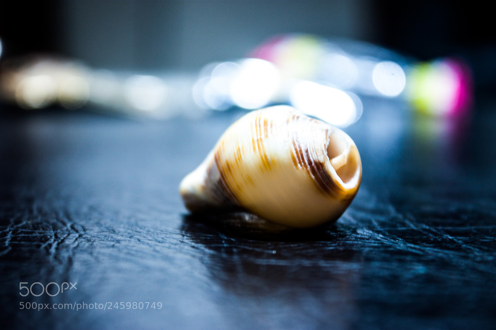 Canon EOS 500D (EOS Rebel T1i / EOS Kiss X3) sample photo. Scallop in night lighting photography