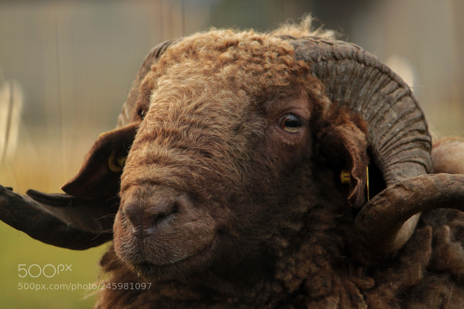 Canon EOS 500D (EOS Rebel T1i / EOS Kiss X3) sample photo. Der bock photography