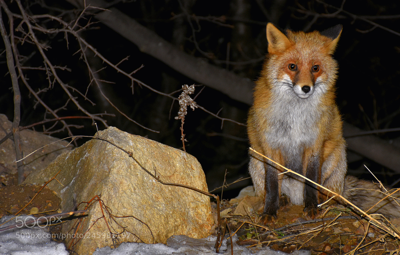Nikon D7200 sample photo. A foxy photography