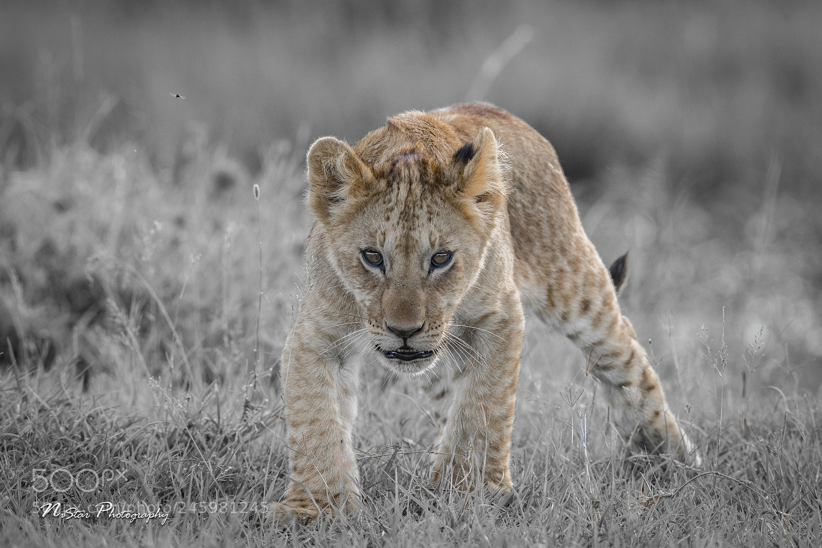 Nikon D5 sample photo. Curious cub photography