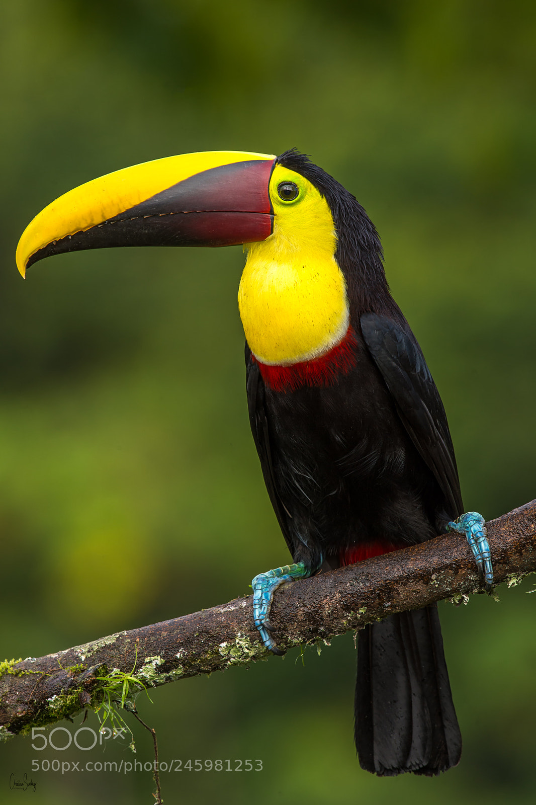 Nikon D4 sample photo. Yellow-throated toucan photography