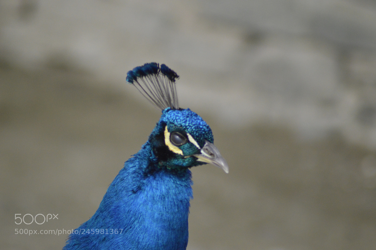 Nikon D3200 sample photo. Peacock photography