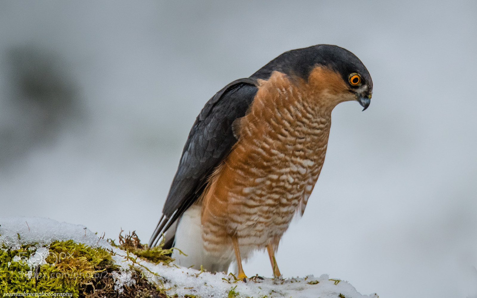 Nikon D850 sample photo. Eurasian sparrowhawk photography