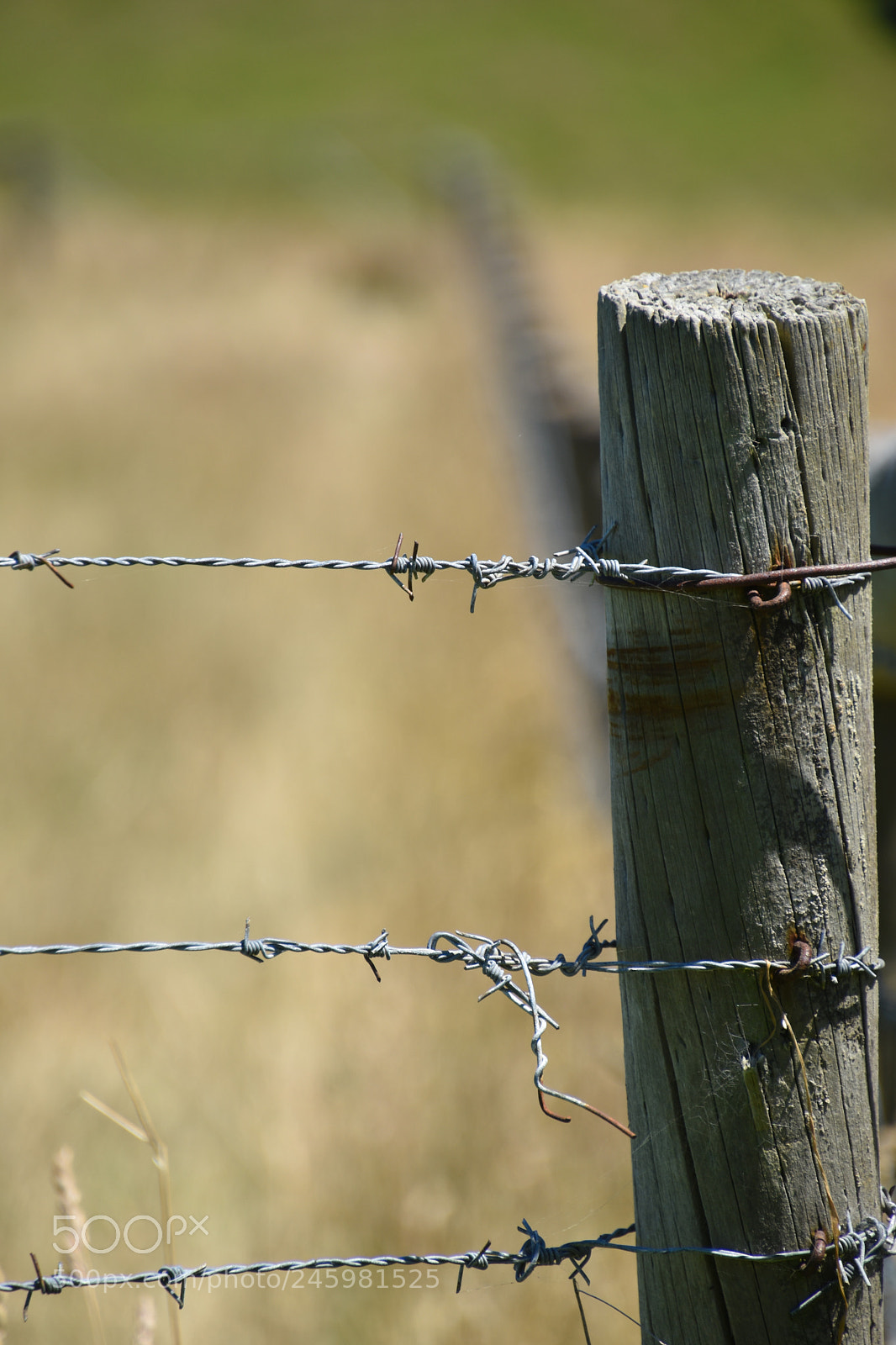 Nikon D5600 sample photo. No way to escape photography