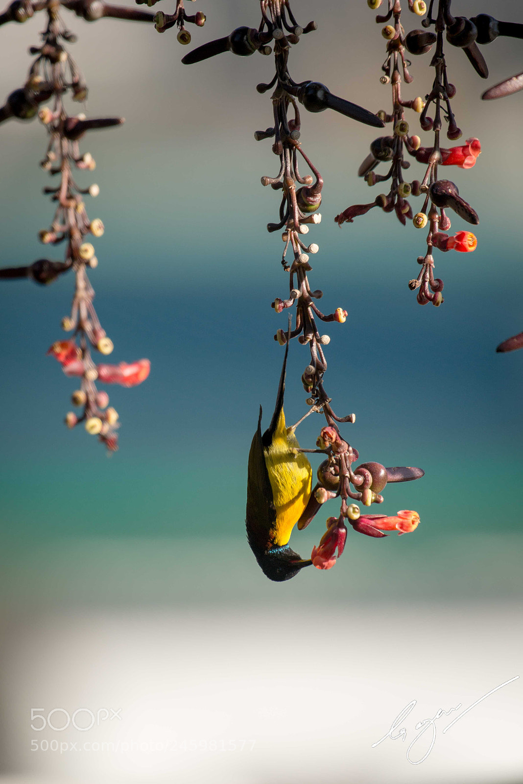 Nikon D800E sample photo. Upside down you turn photography