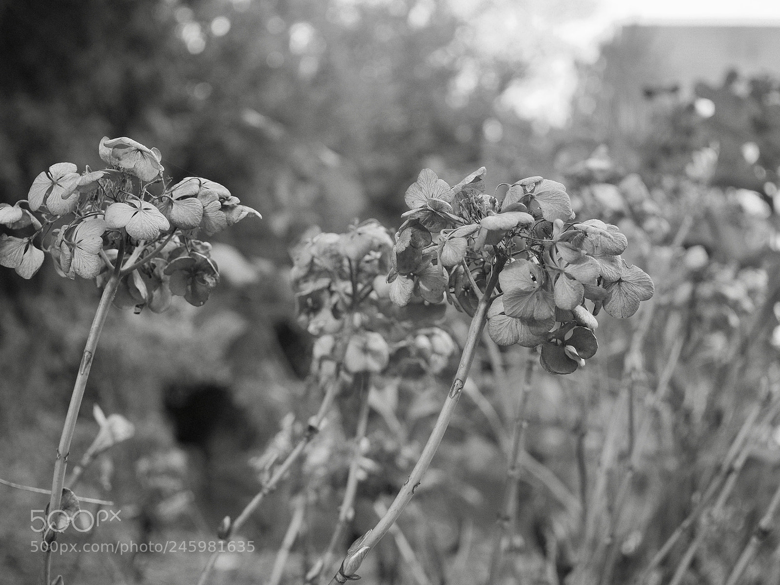 Olympus OM-D E-M10 II sample photo. Hydrangea photography