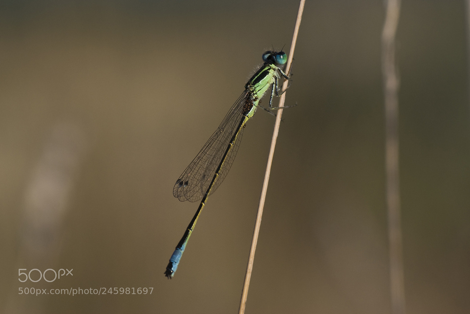 Nikon D80 sample photo. Ischnura graellsii photography