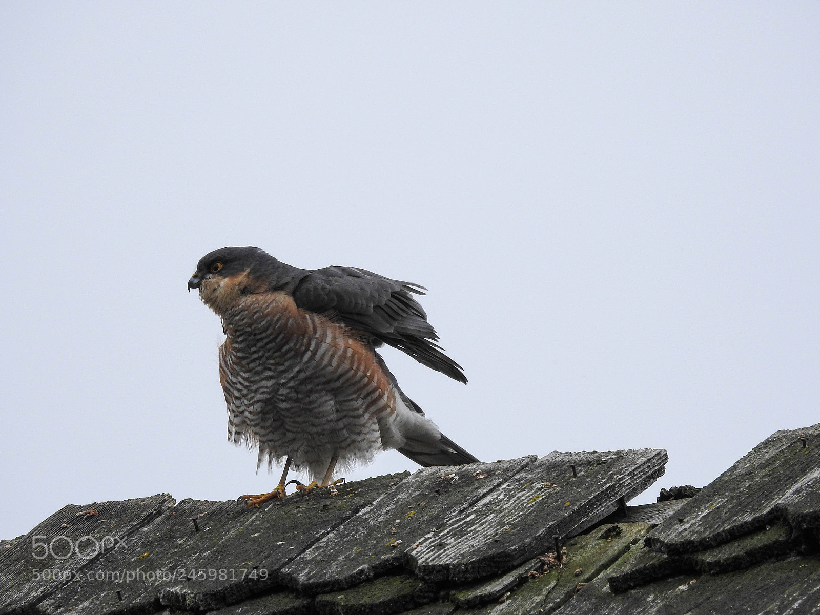 Nikon Coolpix P900 sample photo. Hawk on windmill photography