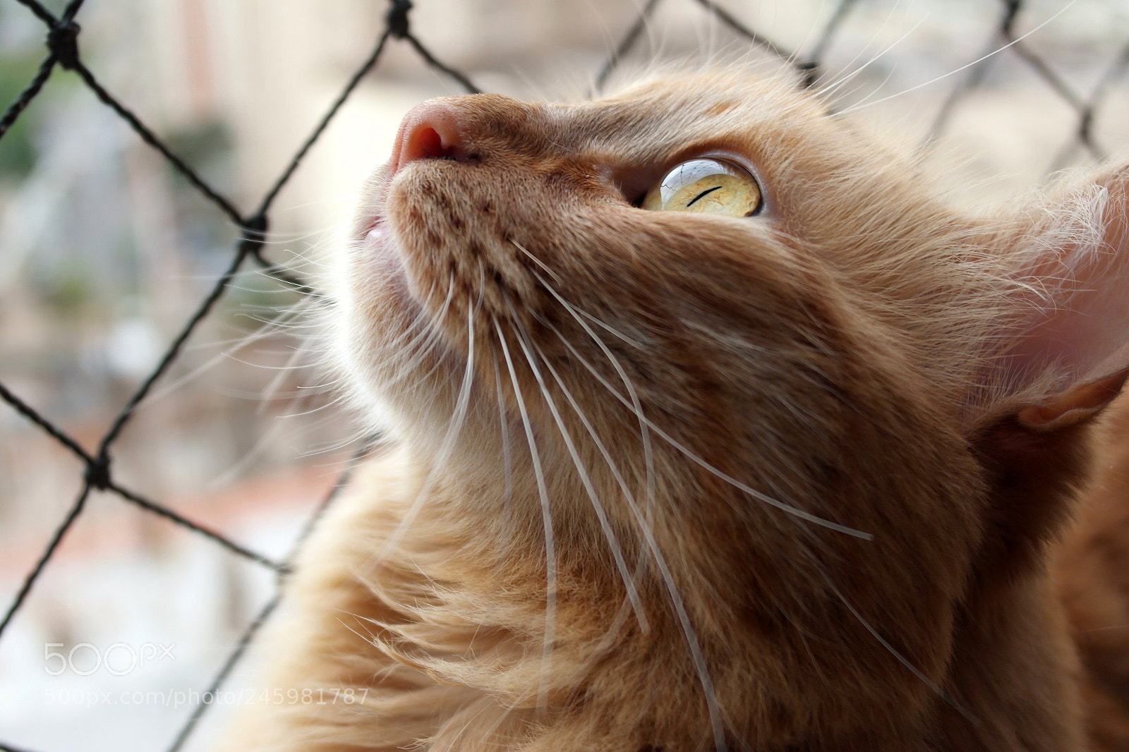 Samsung NX1000 sample photo. A hunter look photography