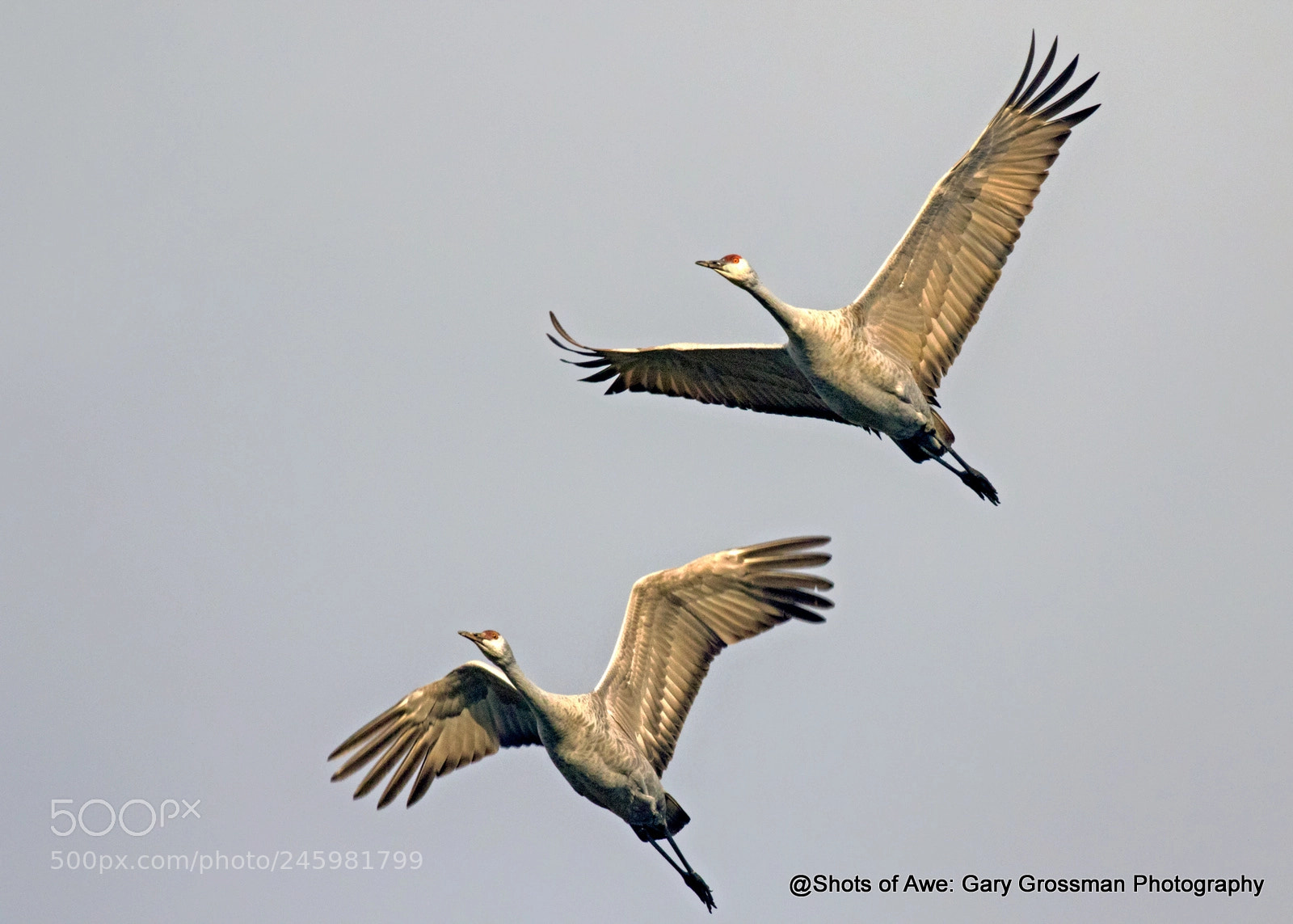 Canon EOS 7D Mark II sample photo. Overheard flyers photography