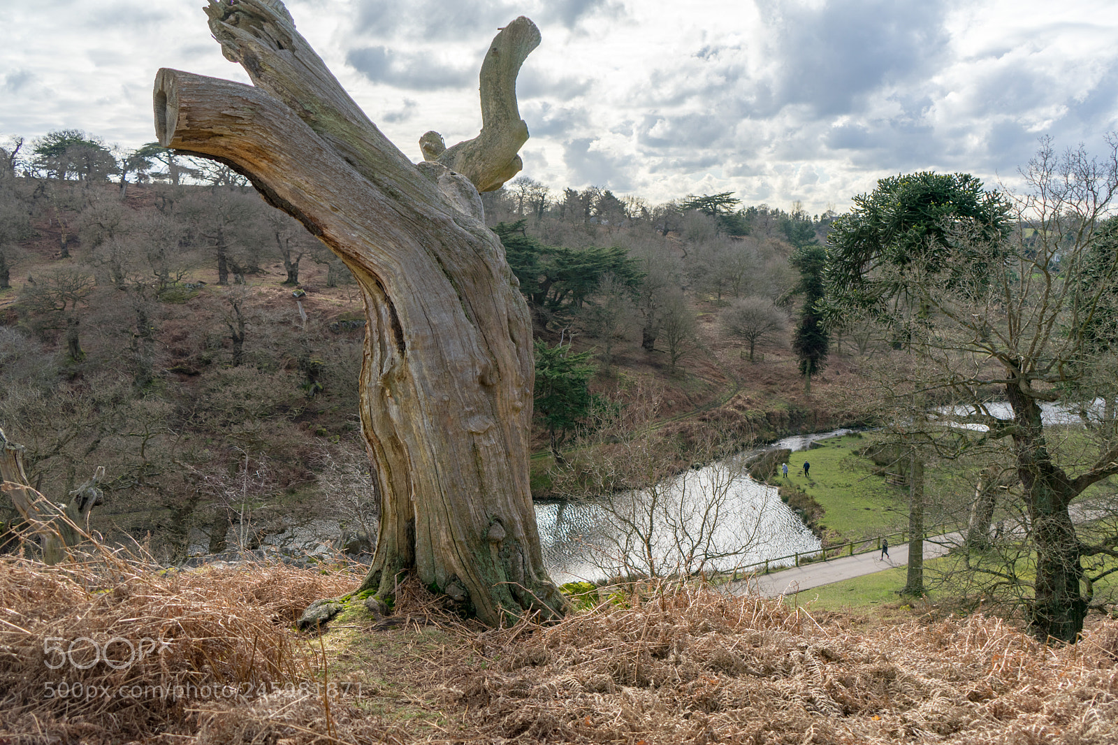 Sony a7 sample photo. Bradgate park photography