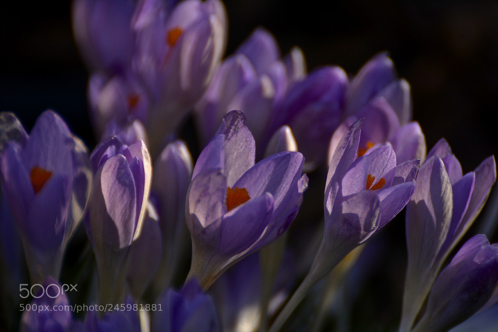 Nikon D7100 sample photo. Purple photography