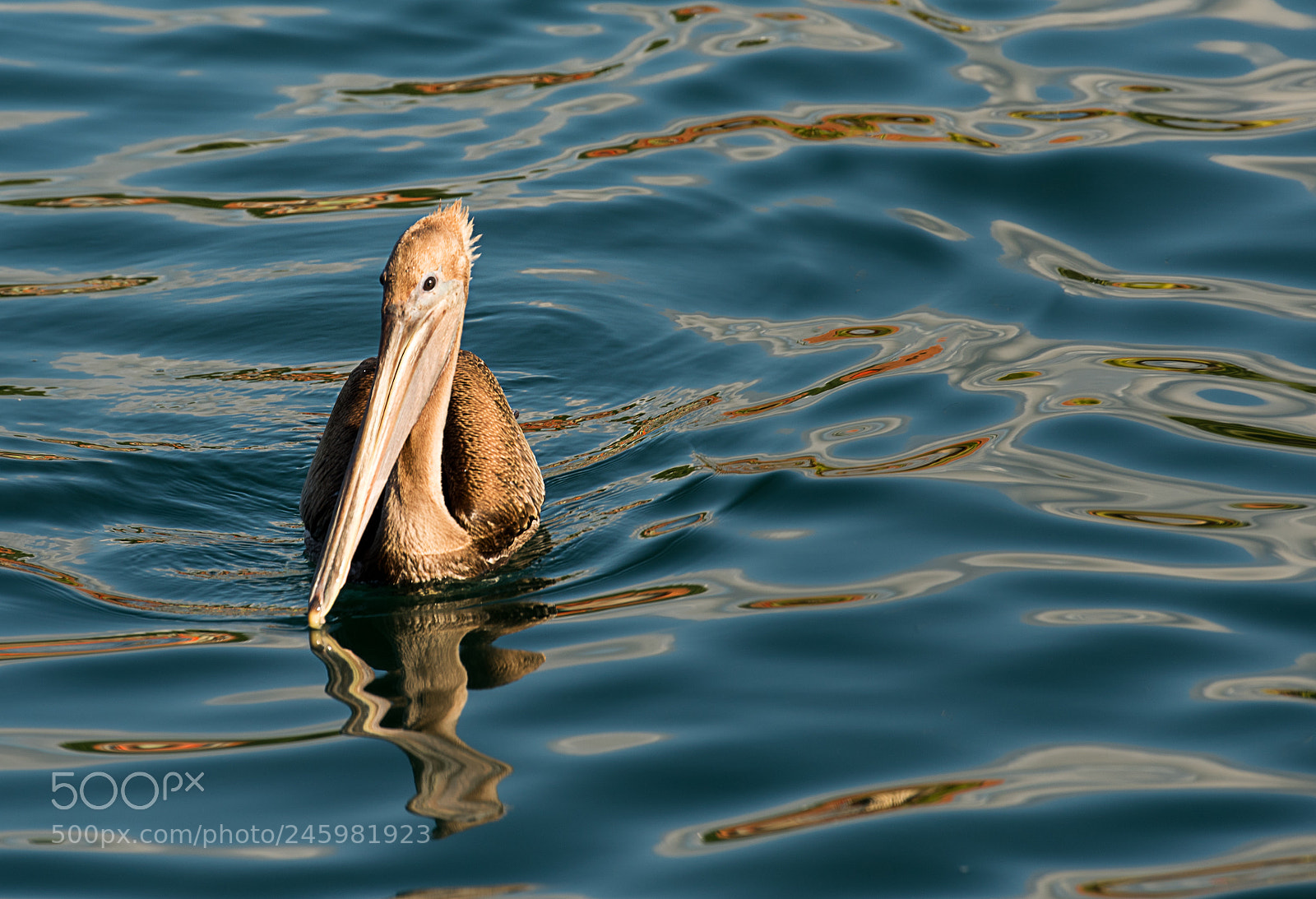 Nikon D810 sample photo. Pelican at omoa, cortes photography