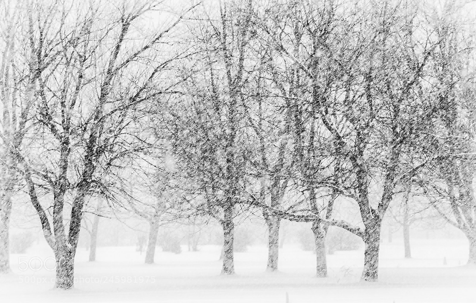 Canon EOS 550D (EOS Rebel T2i / EOS Kiss X4) sample photo. Snowy days photography