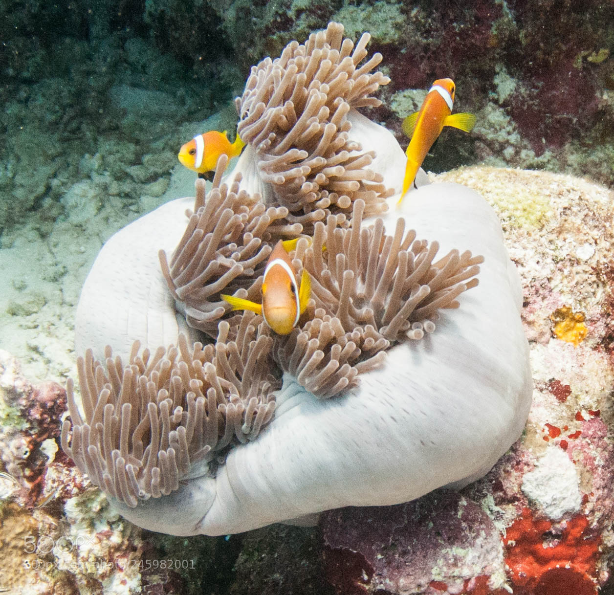 Nikon D300S sample photo. My favorite fish photography