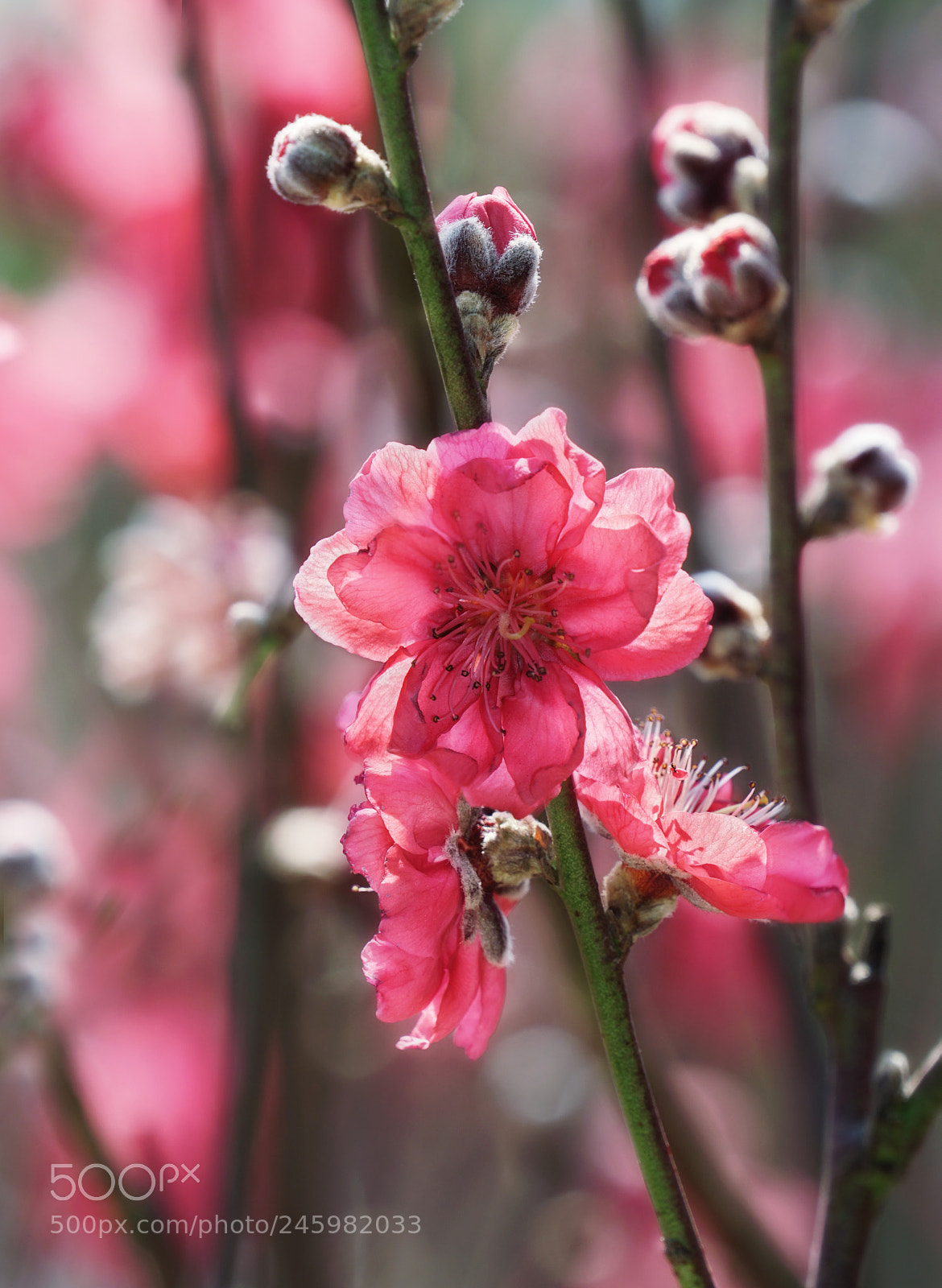 Sony a6300 sample photo. Spring is coming photography