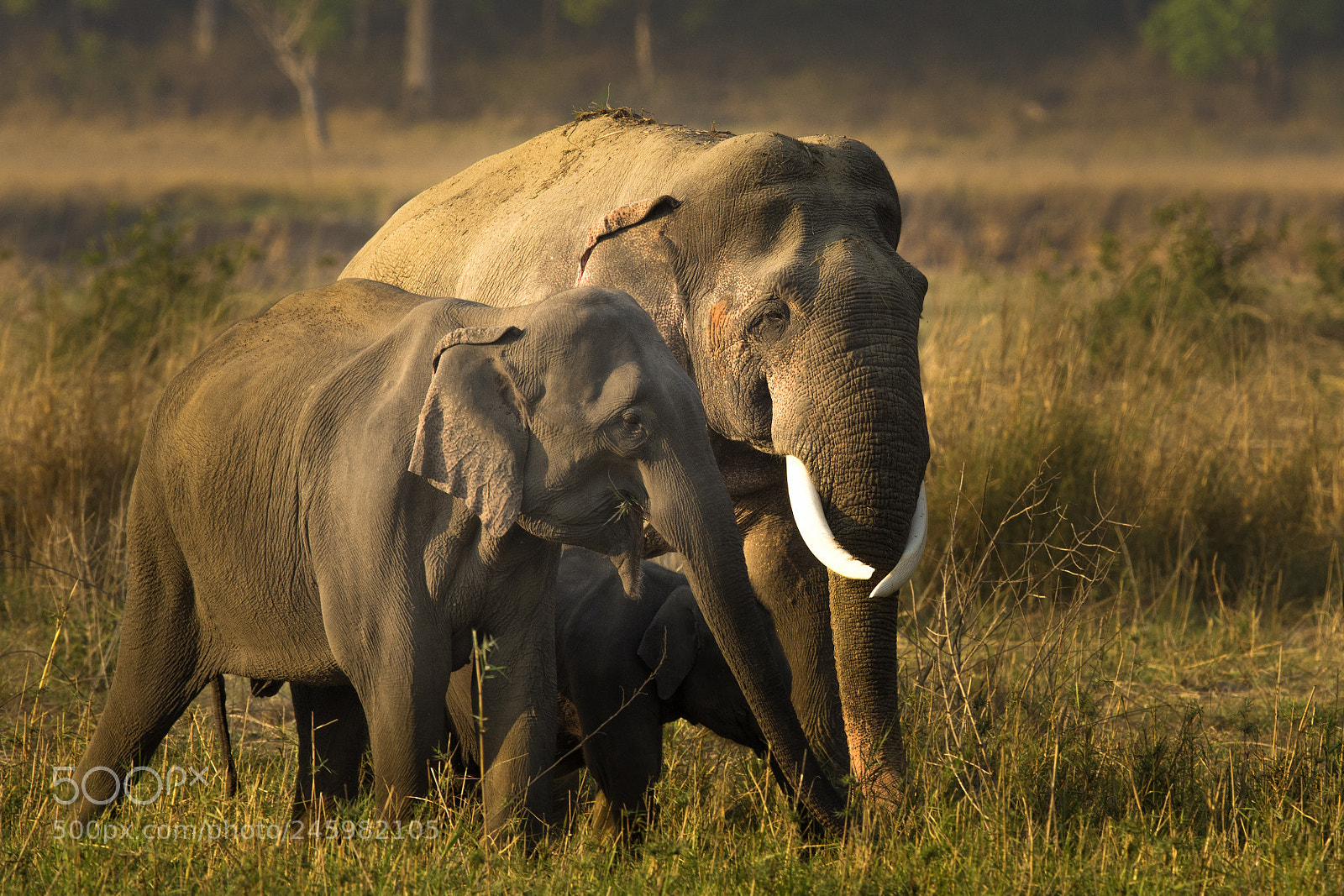 Nikon D7200 sample photo. J venkat photography