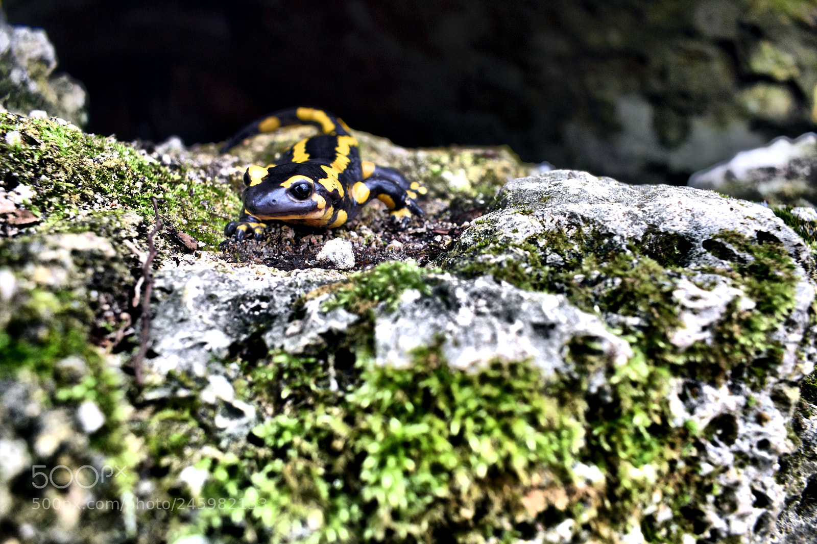 Nikon D3400 sample photo. La salamandre photography