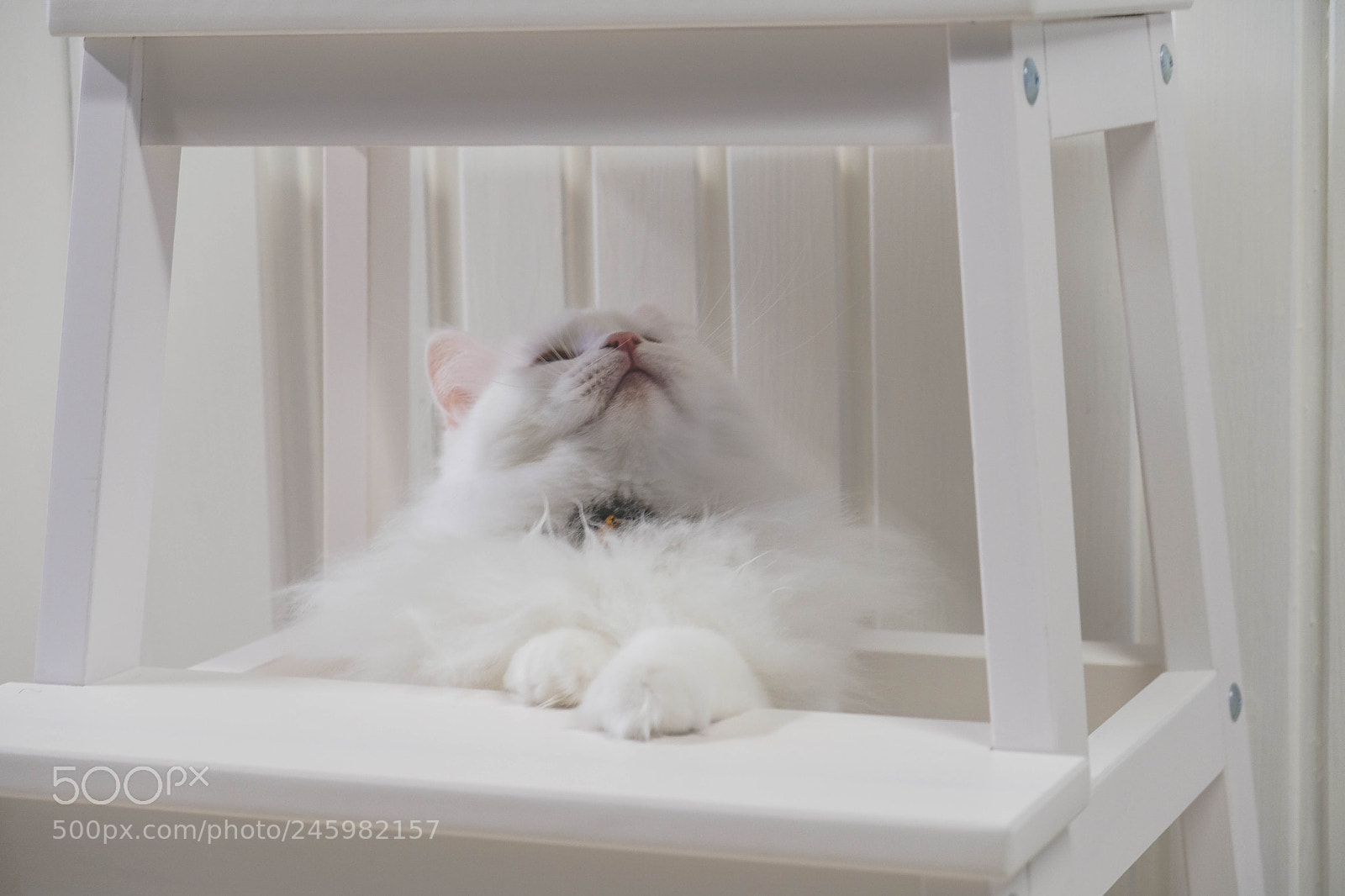 Fujifilm X-T20 sample photo. Cat photography