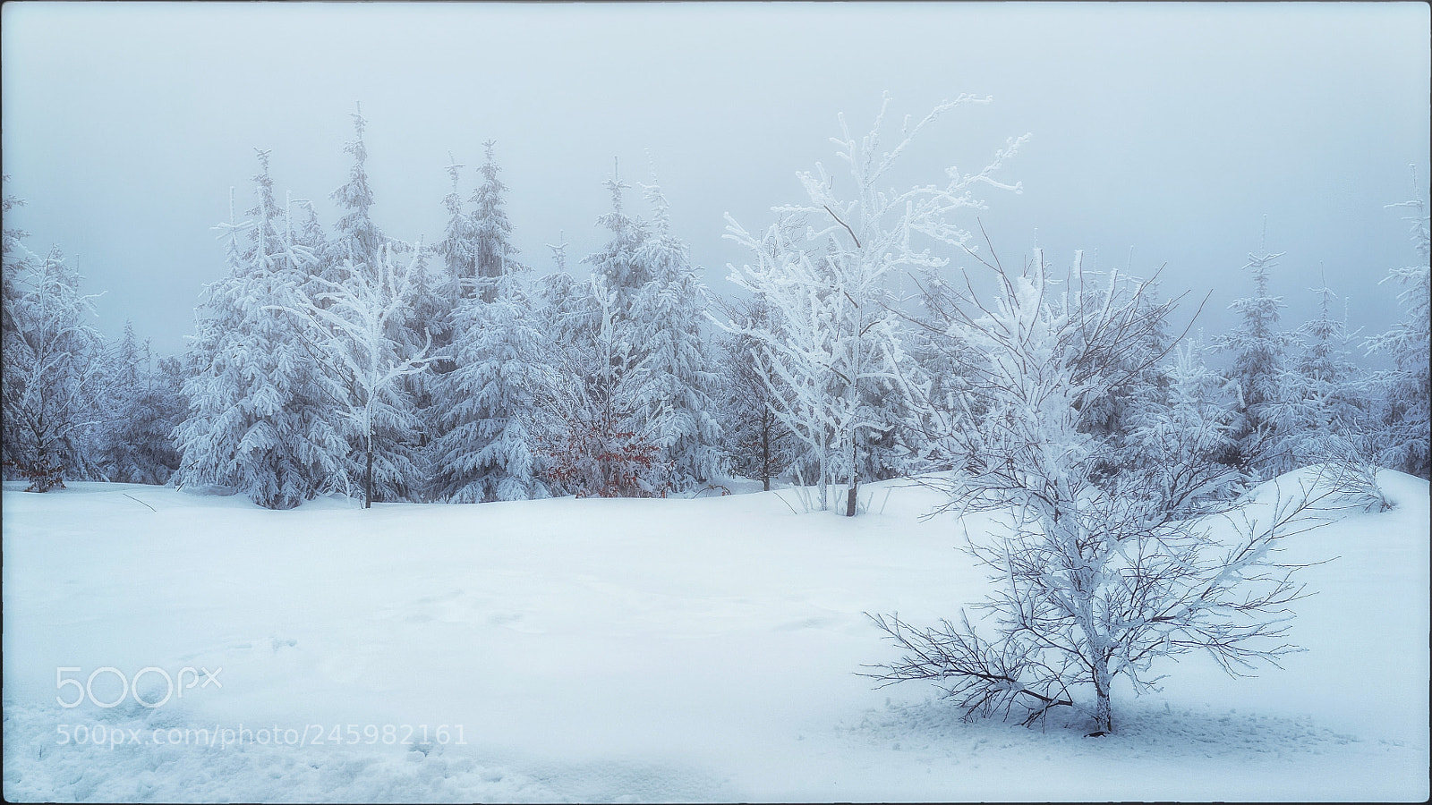 Fujifilm FinePix X100 sample photo. Winter photography
