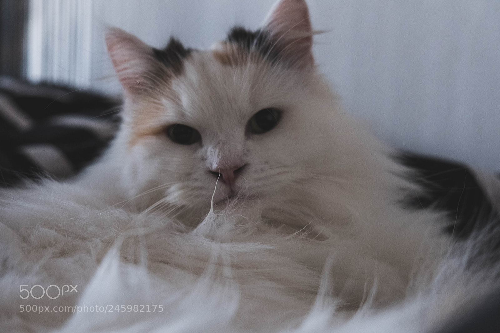 Fujifilm X-T20 sample photo. Cat photography