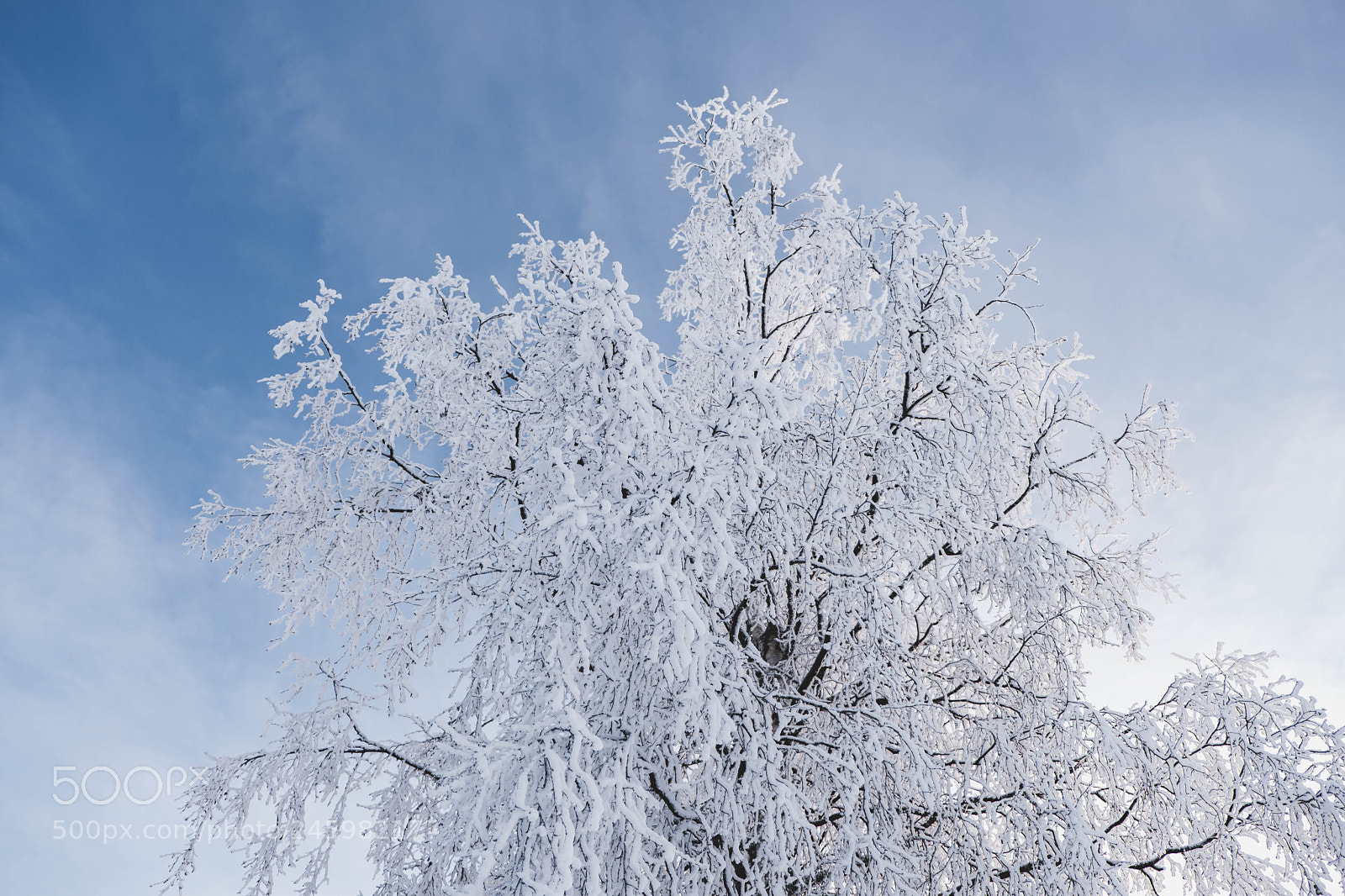 Fujifilm X-T20 sample photo. Winter tree photography
