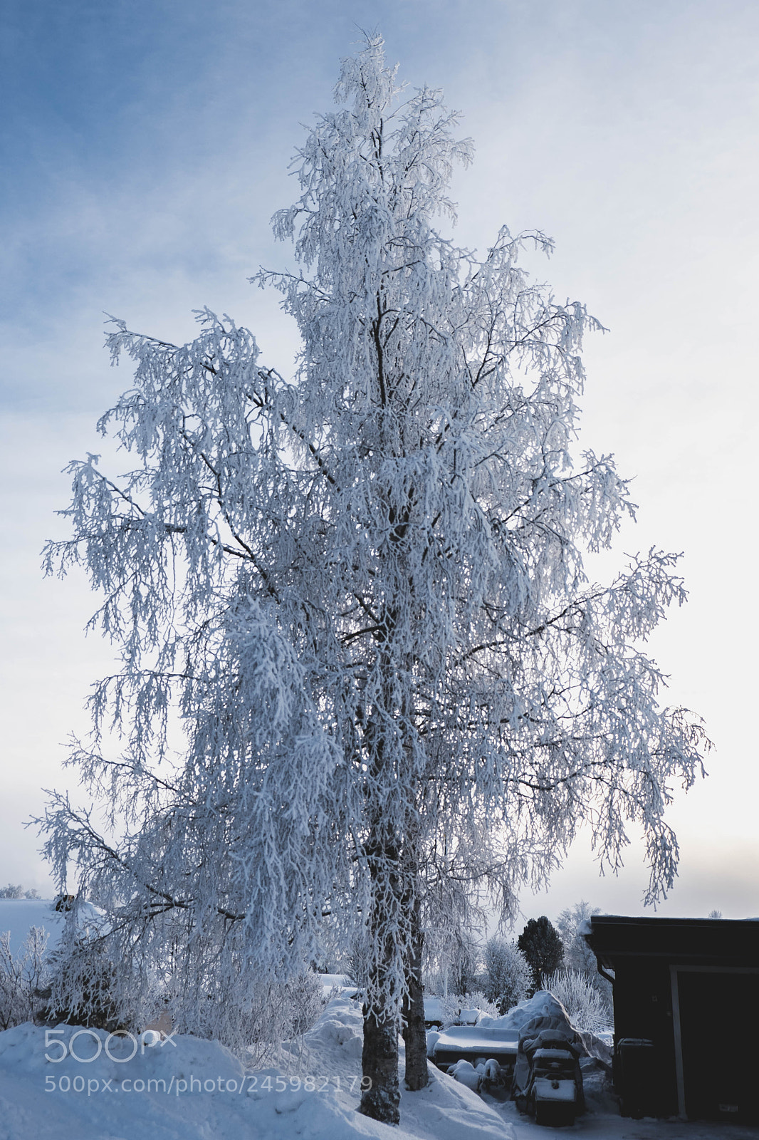 Fujifilm X-T20 sample photo. Winter tree photography