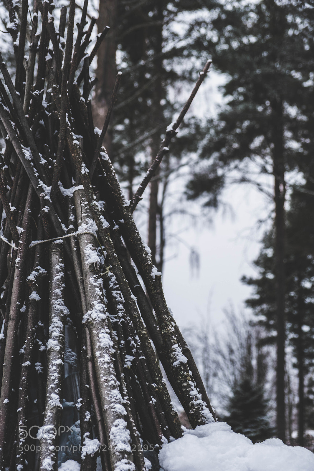 Fujifilm X-T20 sample photo. Trees photography