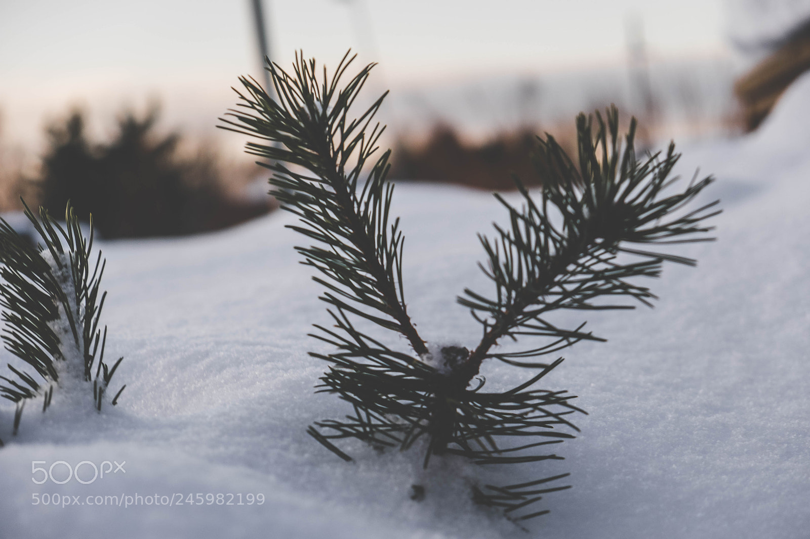 Fujifilm X-T20 sample photo. Snow trees photography