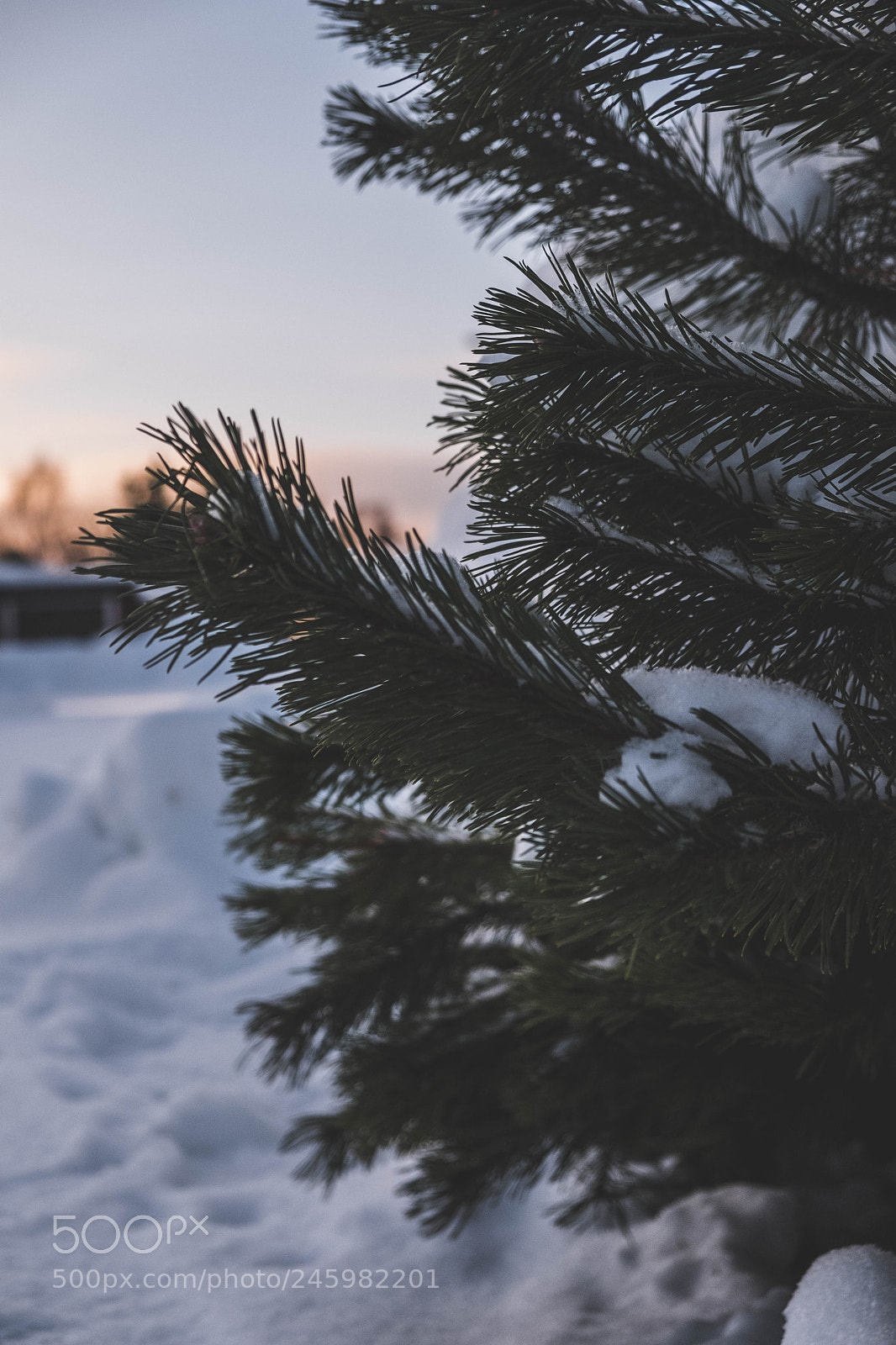 Fujifilm X-T20 sample photo. Trees photography