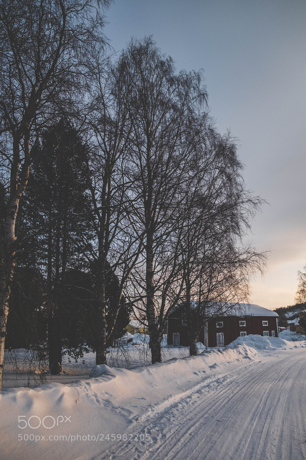 Fujifilm X-T20 sample photo. Winter trees photography