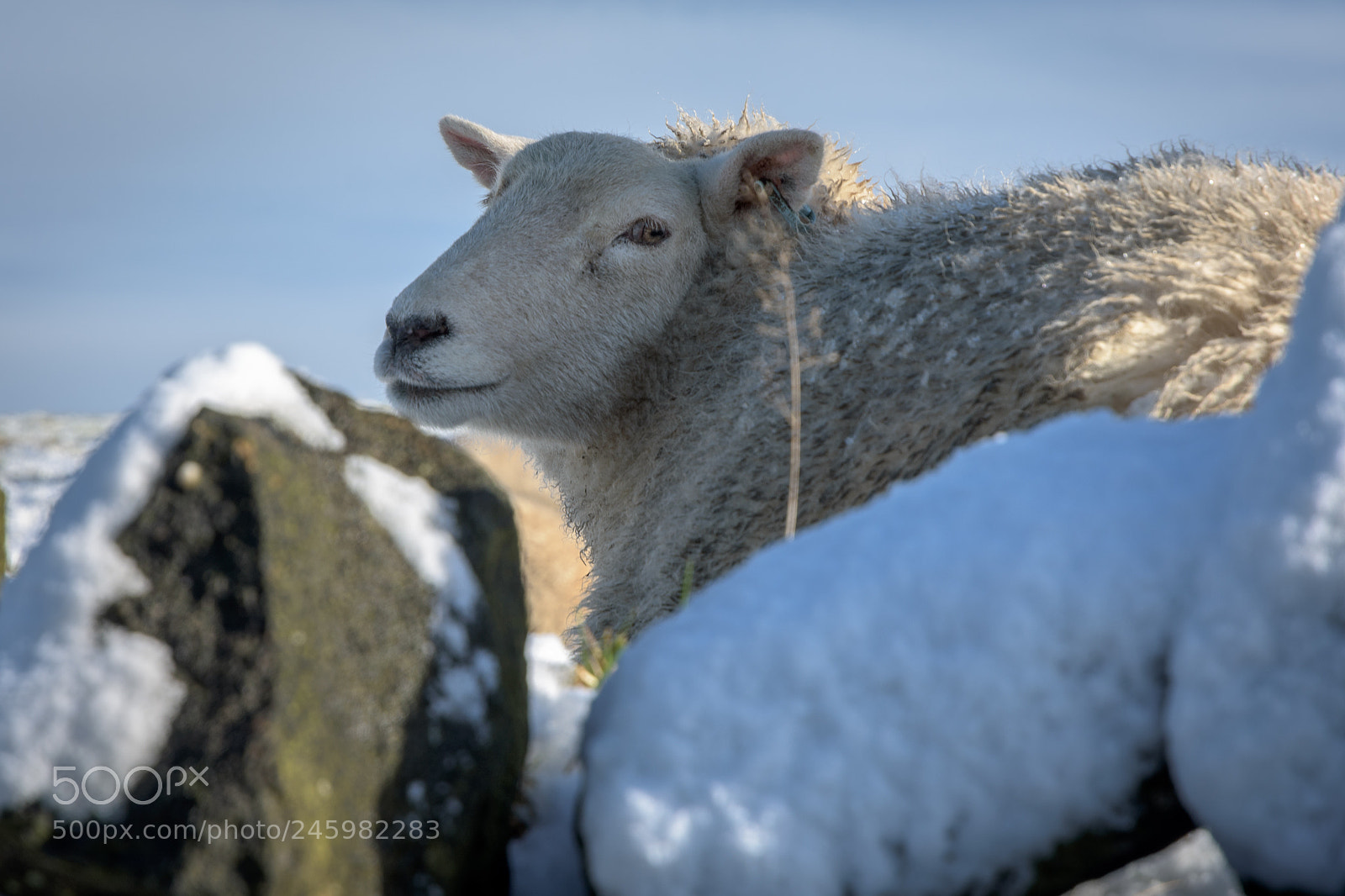Nikon D7200 sample photo. Sheep near wooldale, holme photography
