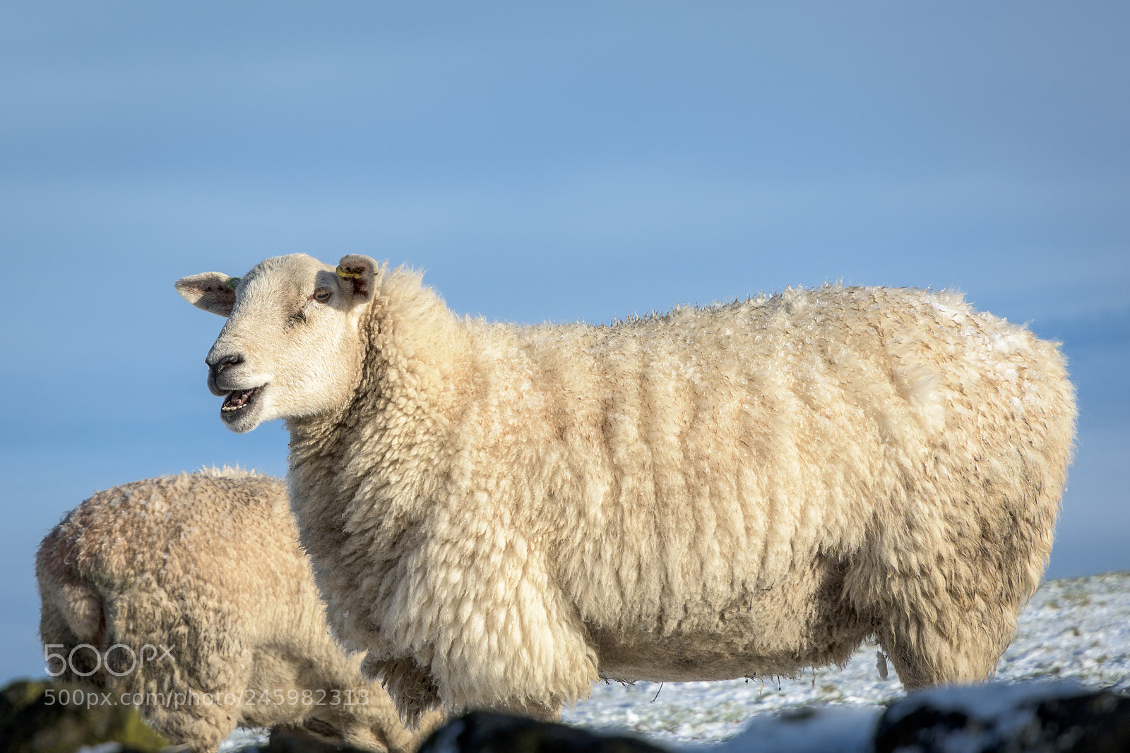 Nikon D7200 sample photo. Sheep near wooldale, holme photography
