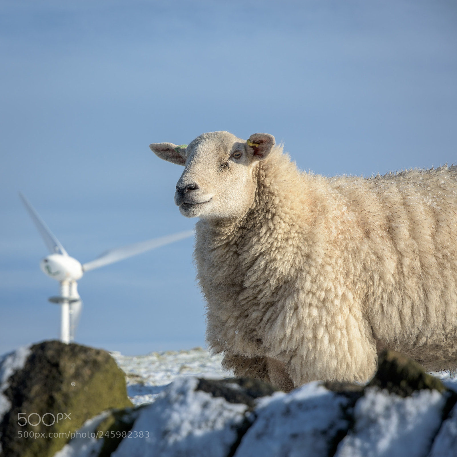 Nikon D7200 sample photo. Sheep near wooldale, holme photography