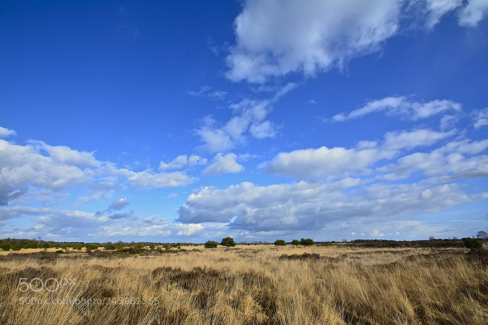 Nikon D7100 sample photo. Strabrechtse heide photography