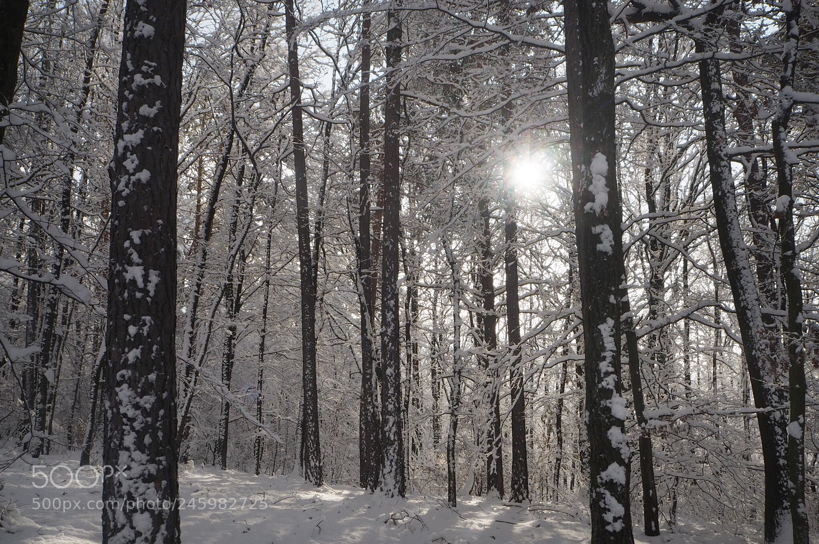 Olympus OM-D E-M10 II sample photo. Winter photography