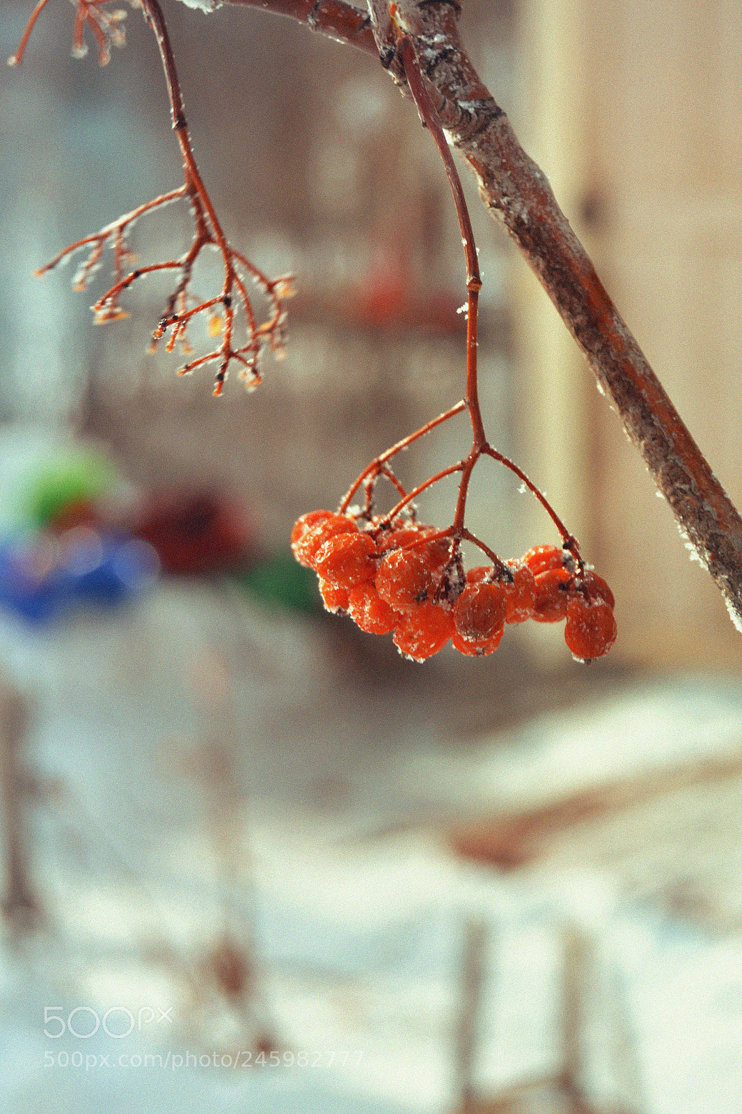 Nikon D3100 sample photo. Ягоды photography