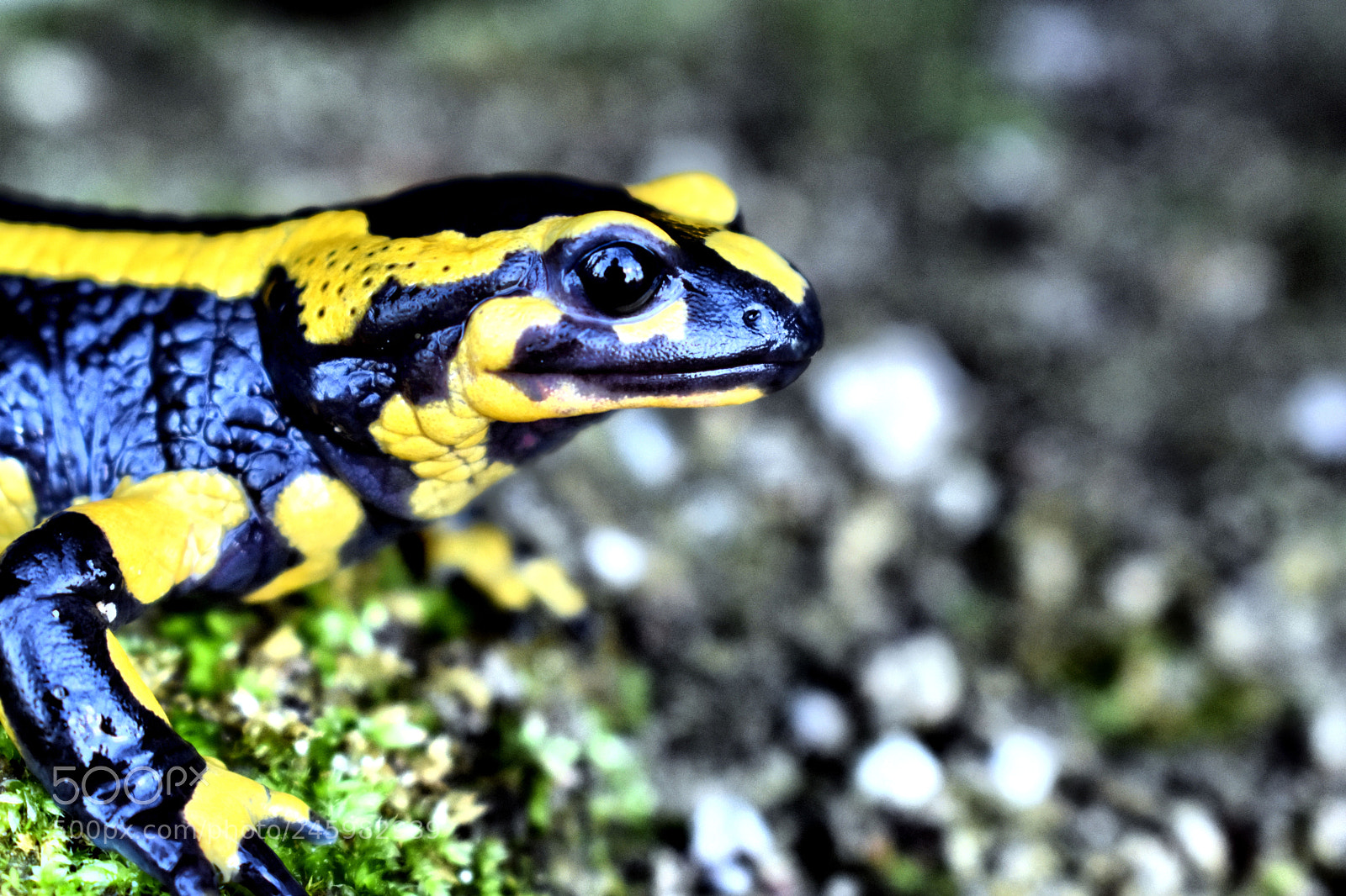 Nikon D3400 sample photo. La salamandre ii photography