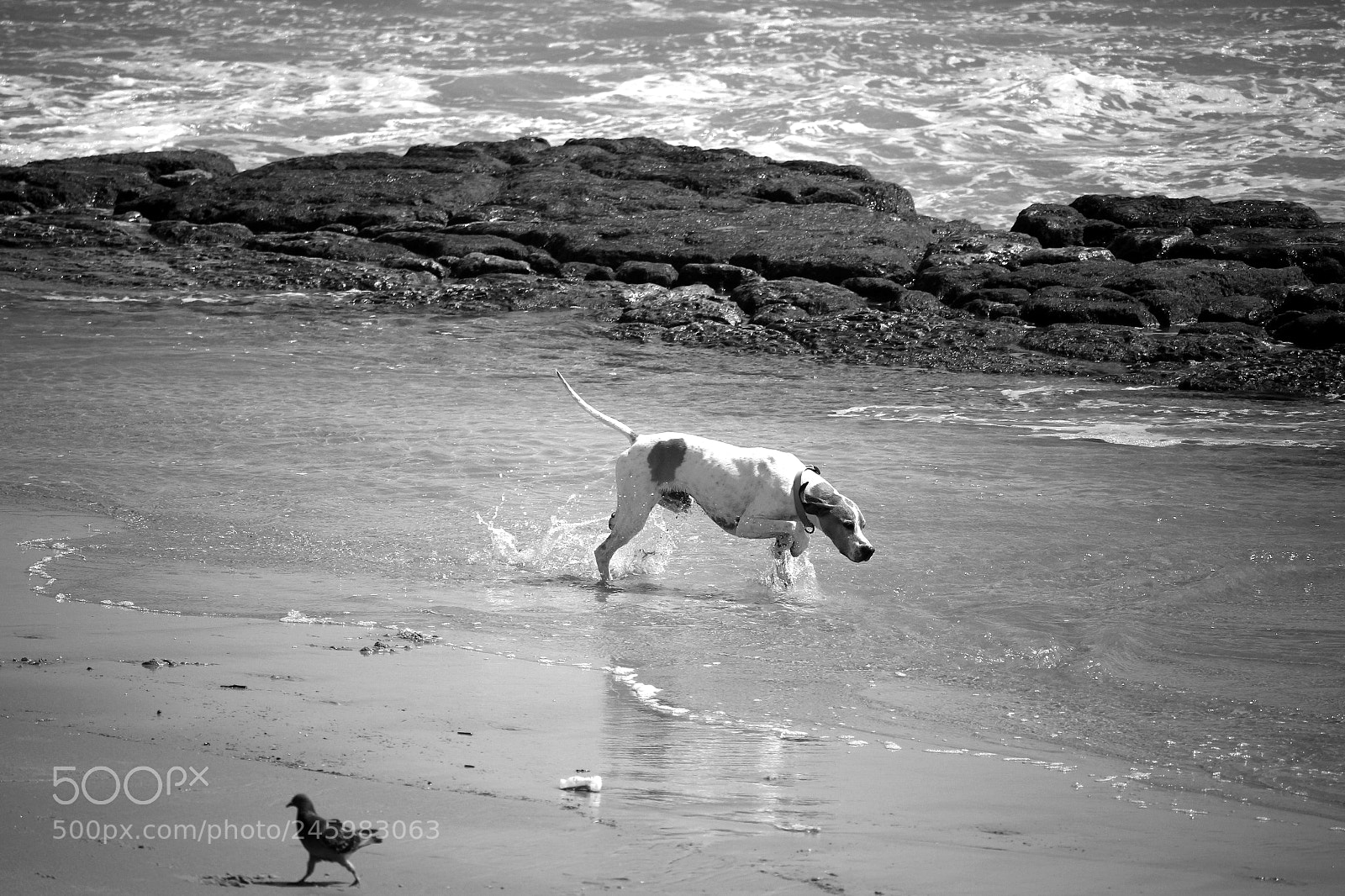 Canon EOS 100D (EOS Rebel SL1 / EOS Kiss X7) sample photo. Dogs life photography