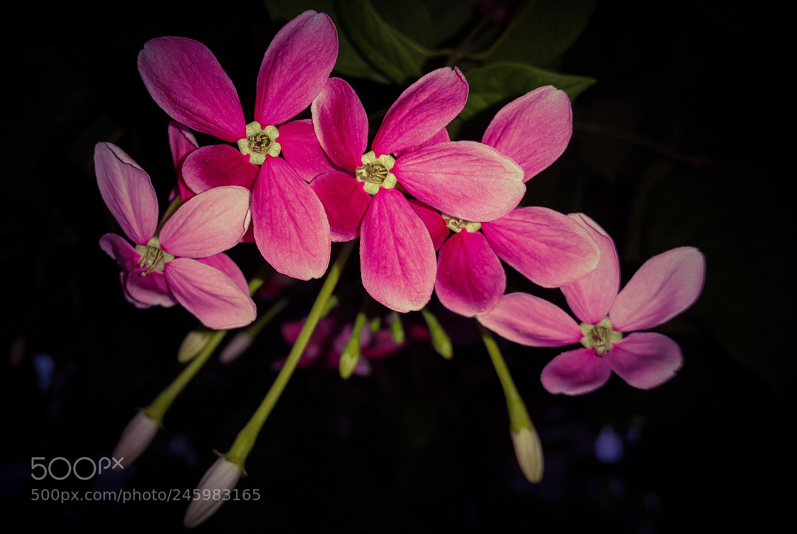 Samsung Galaxy S5 sample photo. Flower photography