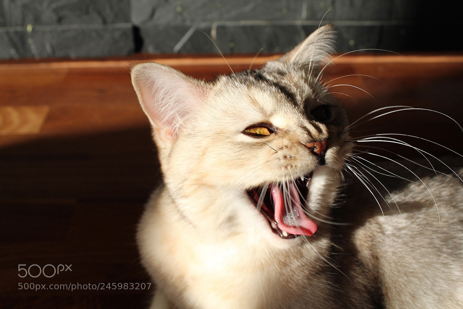 Canon EOS 1300D (EOS Rebel T6 / EOS Kiss X80) sample photo. Tired cat. photography