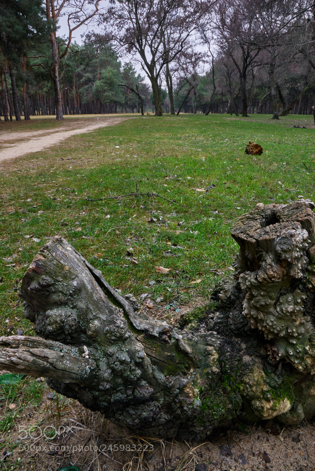 Pentax K10D sample photo. Old stump photography