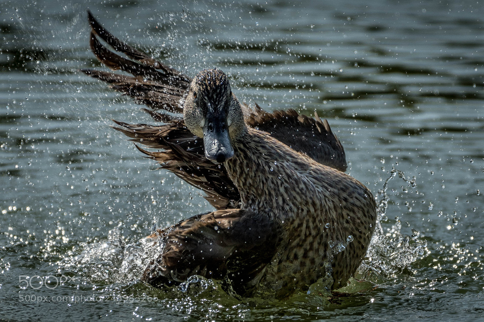 Nikon D500 sample photo. Was it windy? photography
