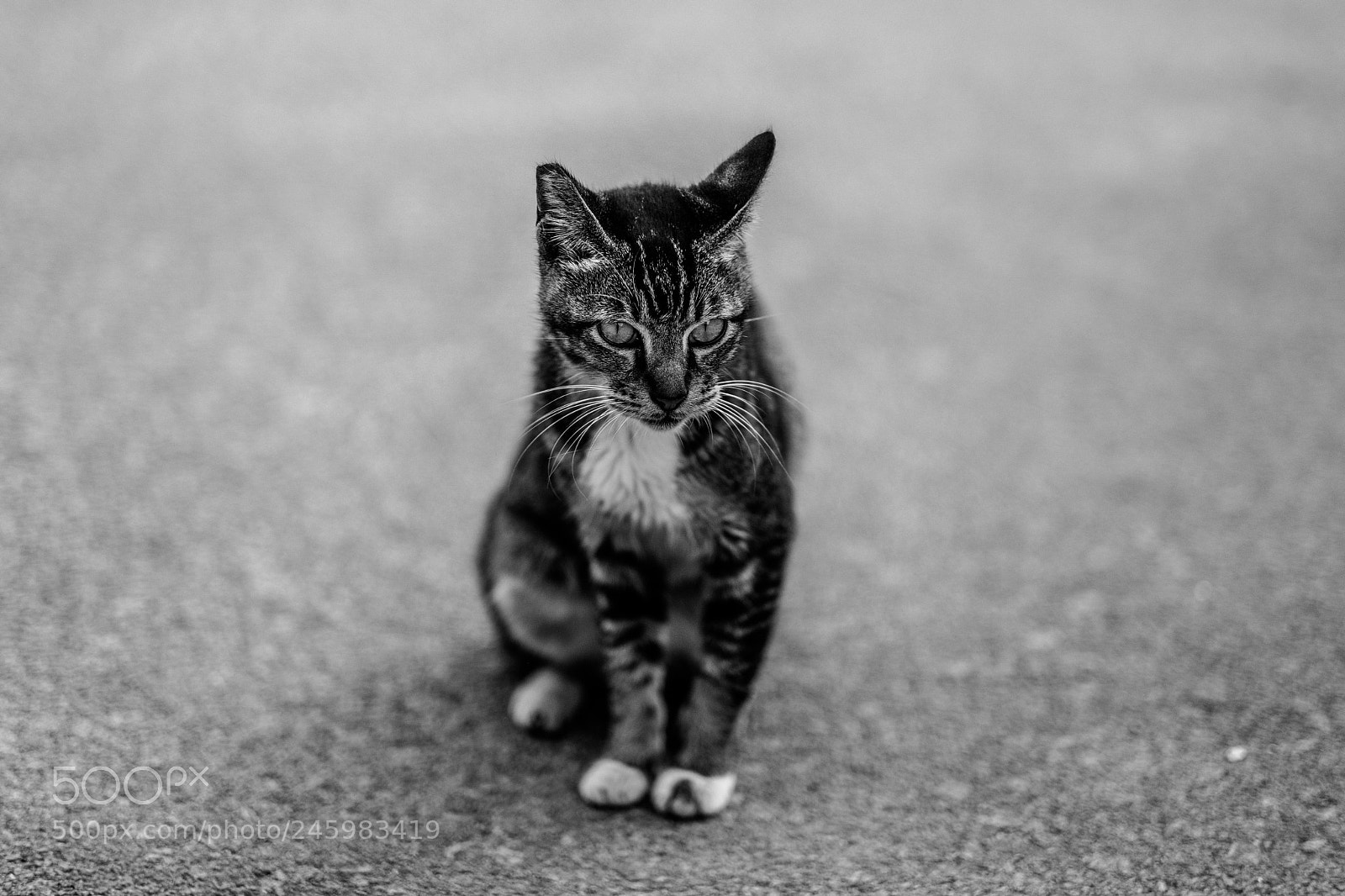 Fujifilm X-T2 sample photo. Cat photography