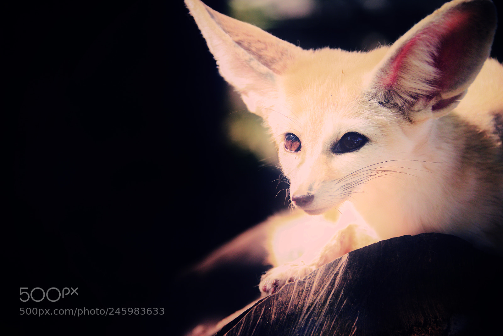 Nikon D800 sample photo. Fennec fox photography